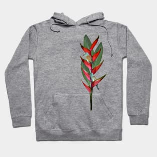 Heliconia - Flower - European Roller - Bird - Africa Hoodie